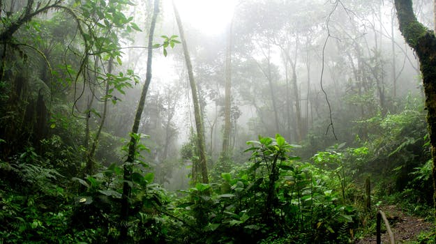 Amazon Rain forest