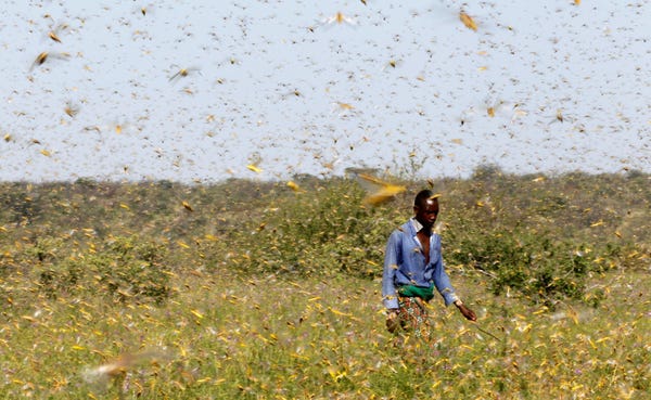swarm of locusts